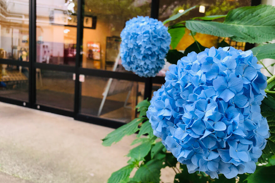 初夏の花伝舎